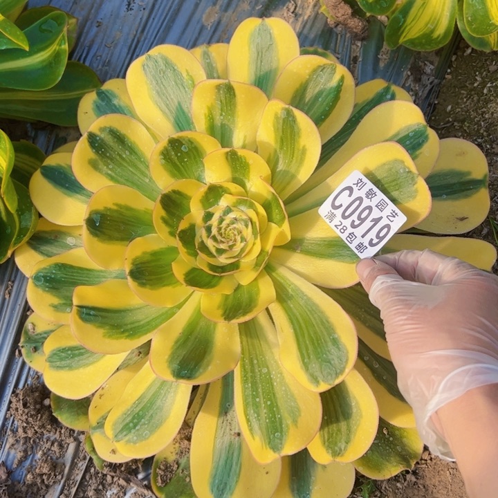 贵妃多肉植物法师0919法师