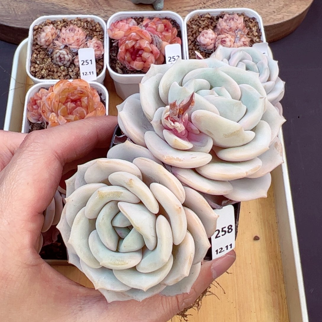 好好看258、哈哈哈哈