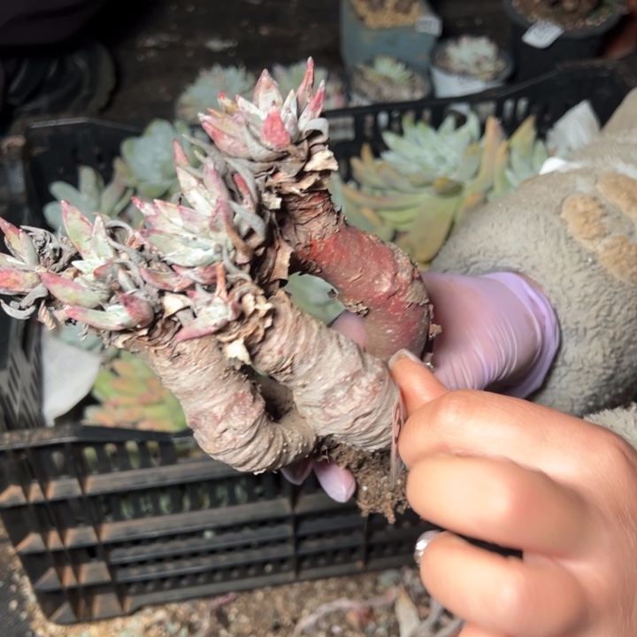 305哈哈哈哈哈哈哈