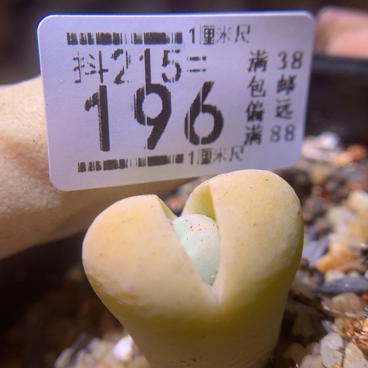 精品生石花215.196