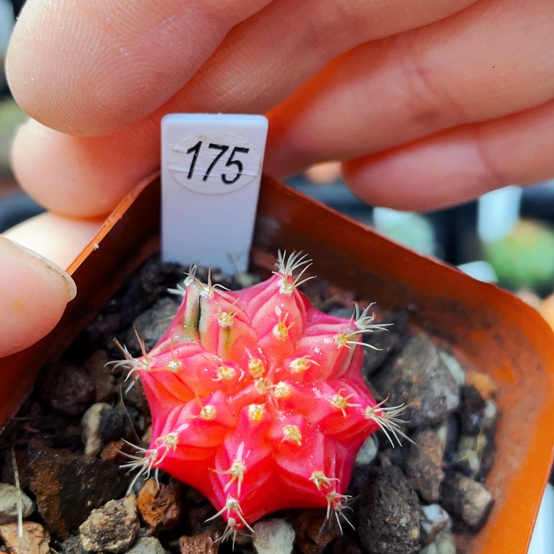 非偏远地区满25包邮仙人球