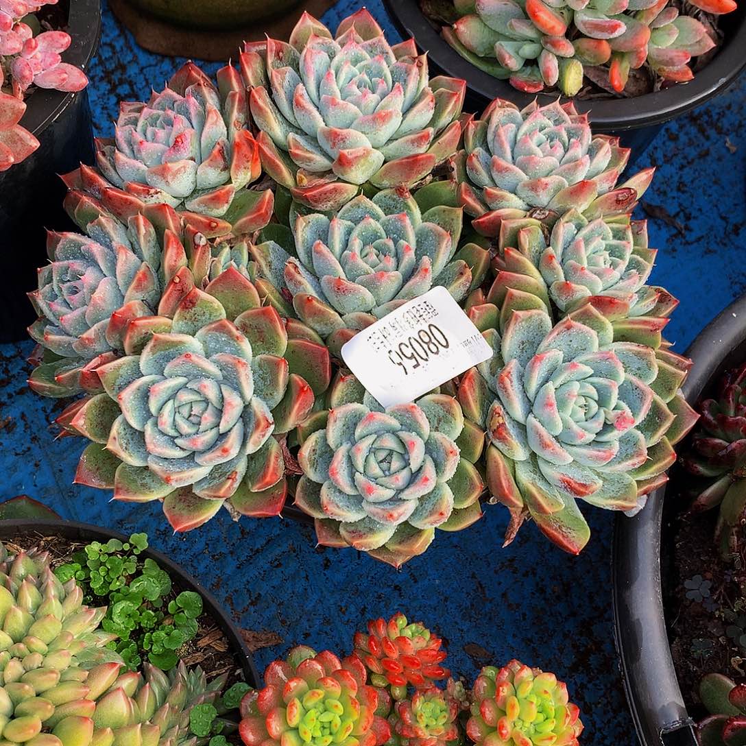 『***』   如梦令多肉08056