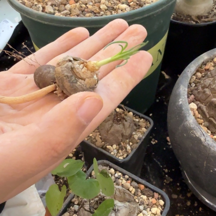 一组自拍，gg弹簧草