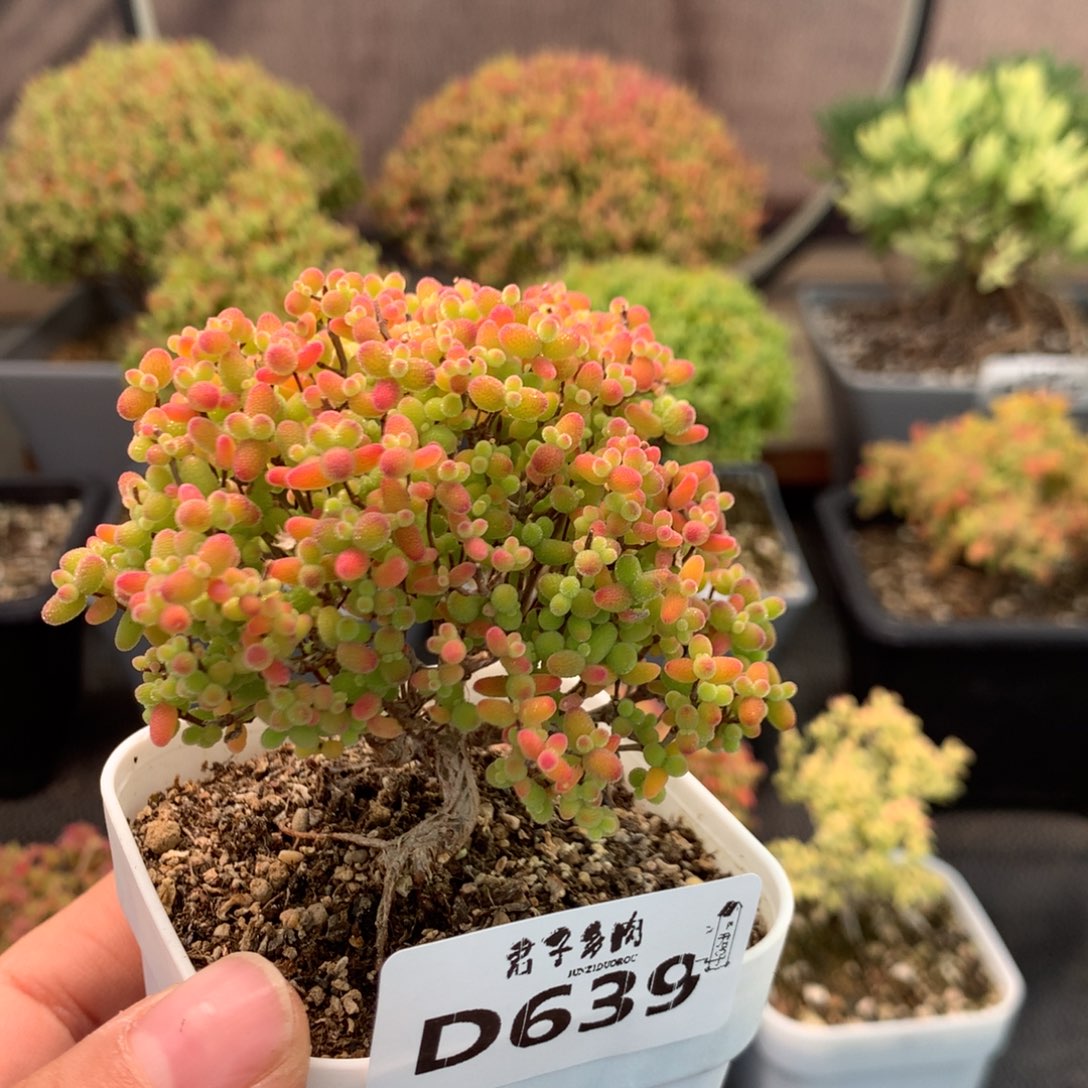 639蜜橘糖球               