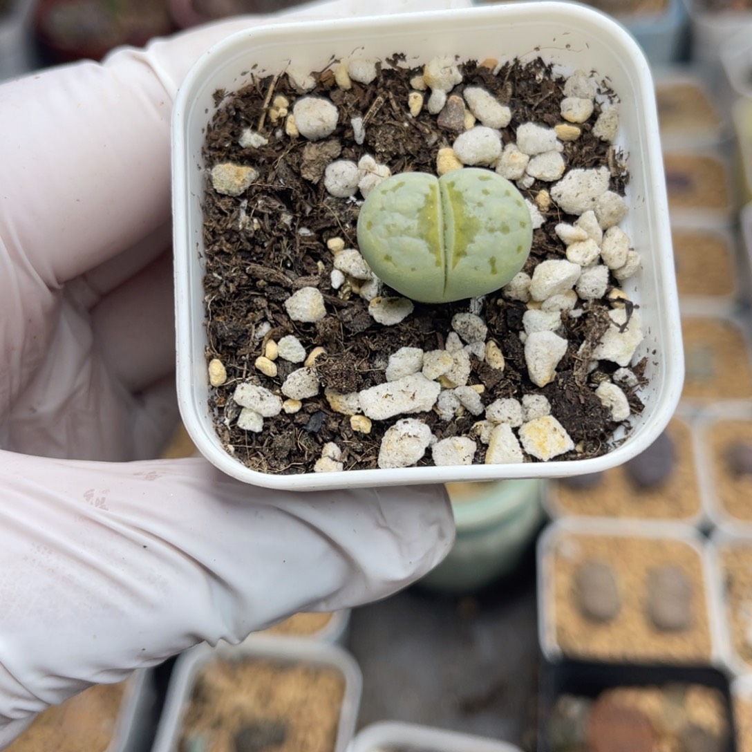 多肉植物一物一拍8