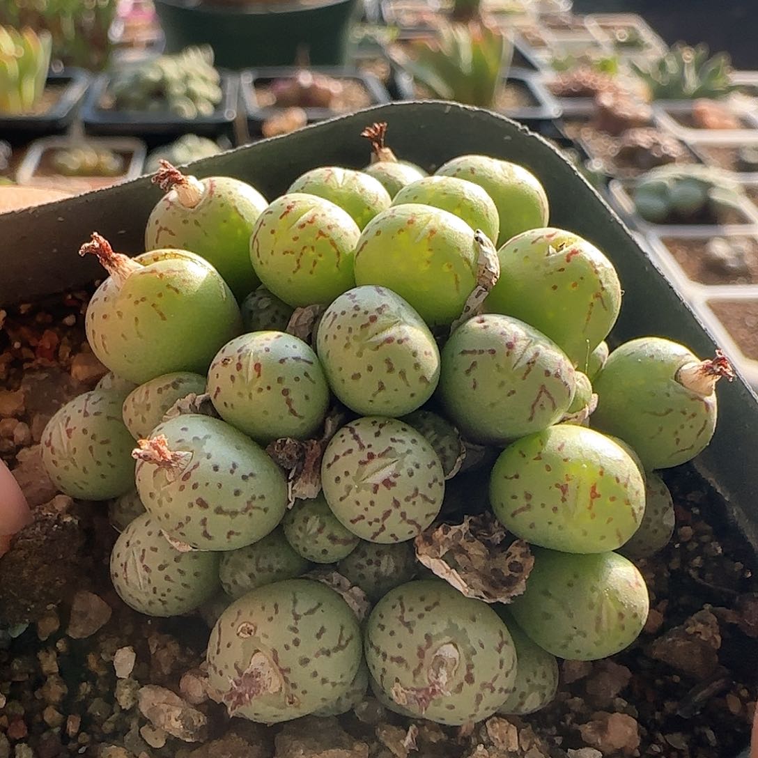 年后脱土发货24413