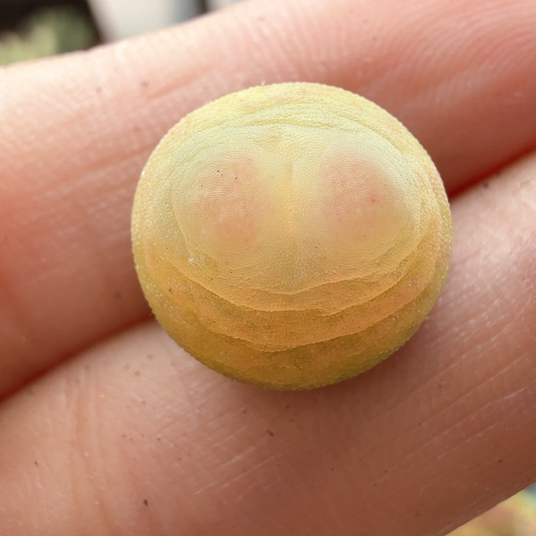 2.14.8/1.2厘米紫皮拉登