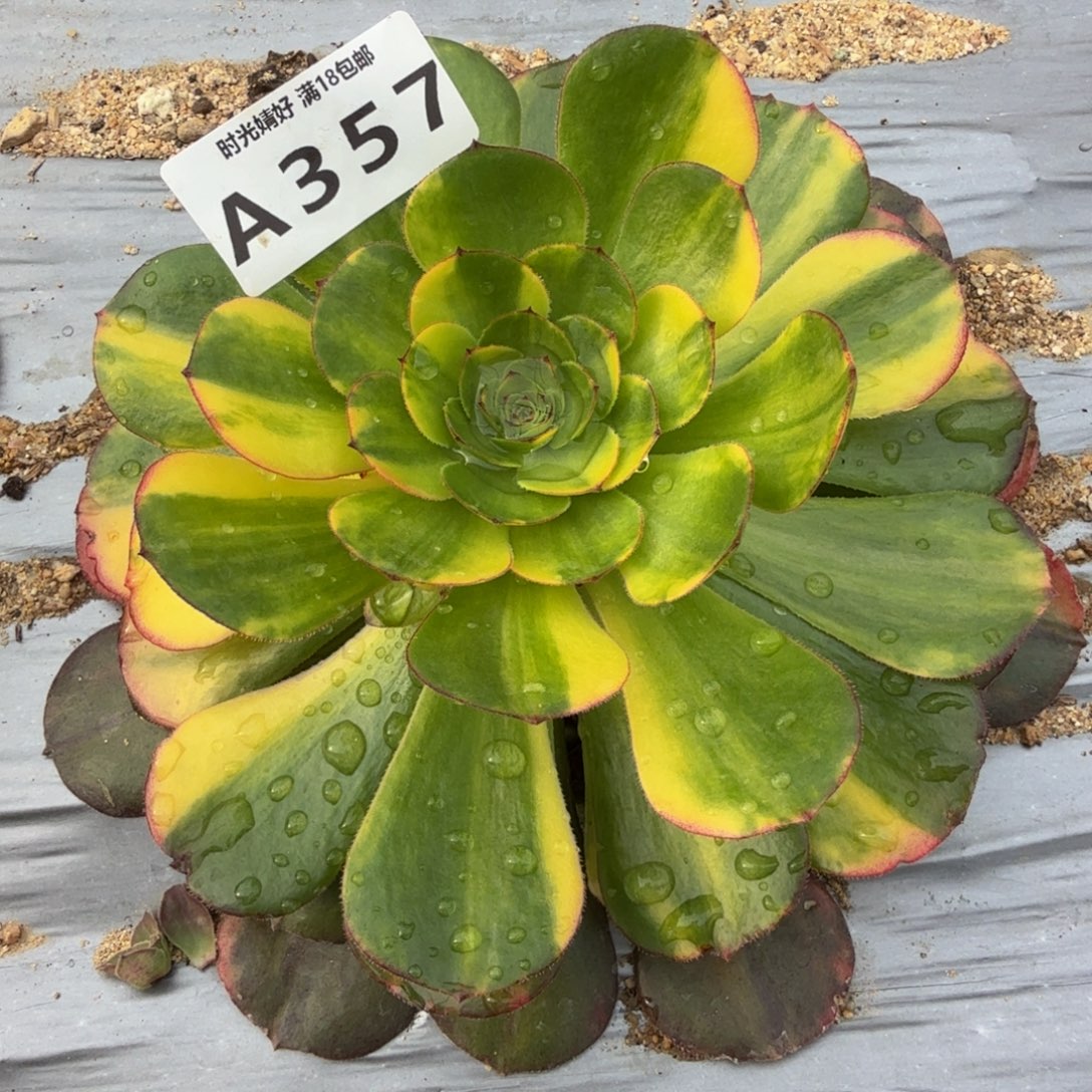 357万七彩。多肉植物