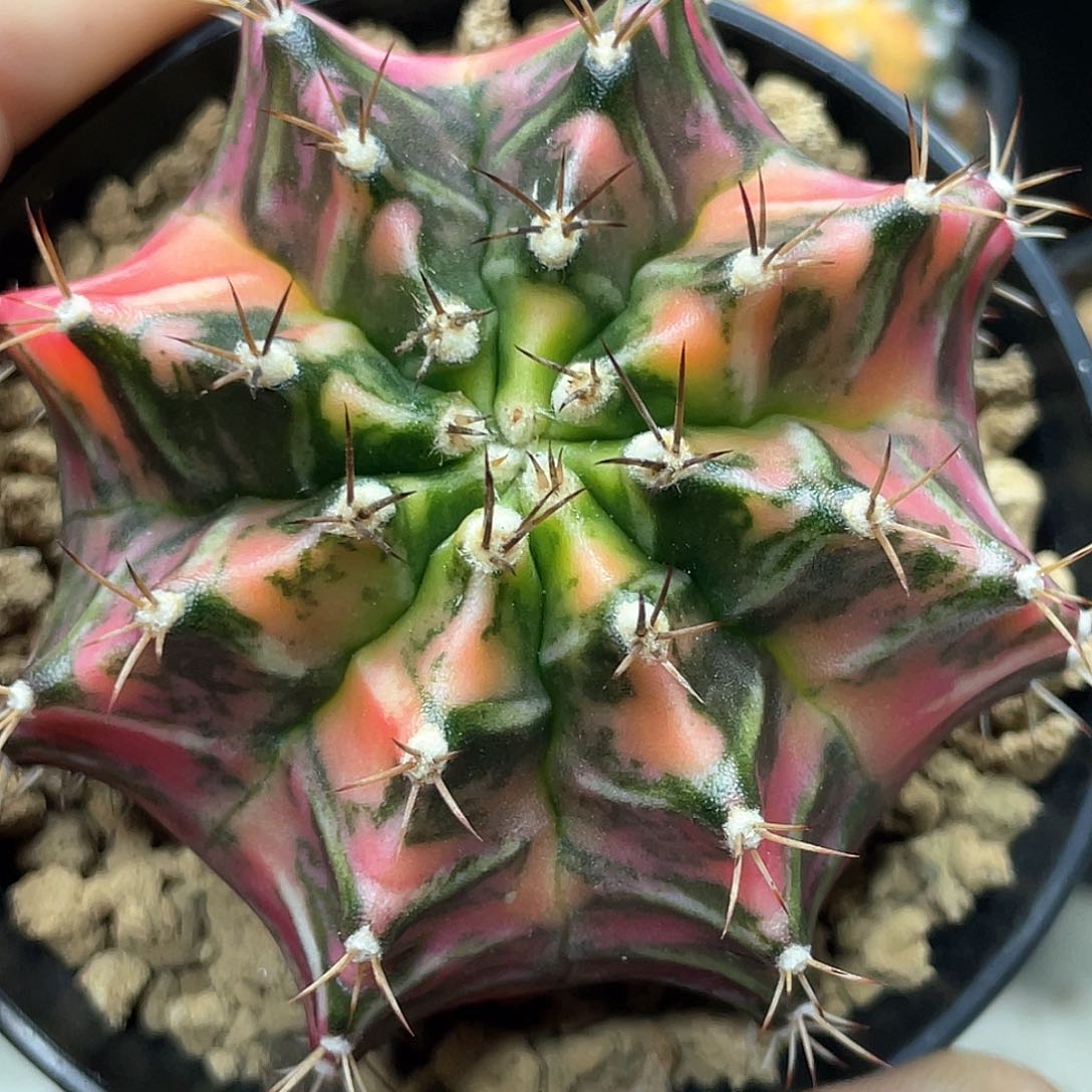 泰系实生，虎斑米哈锦