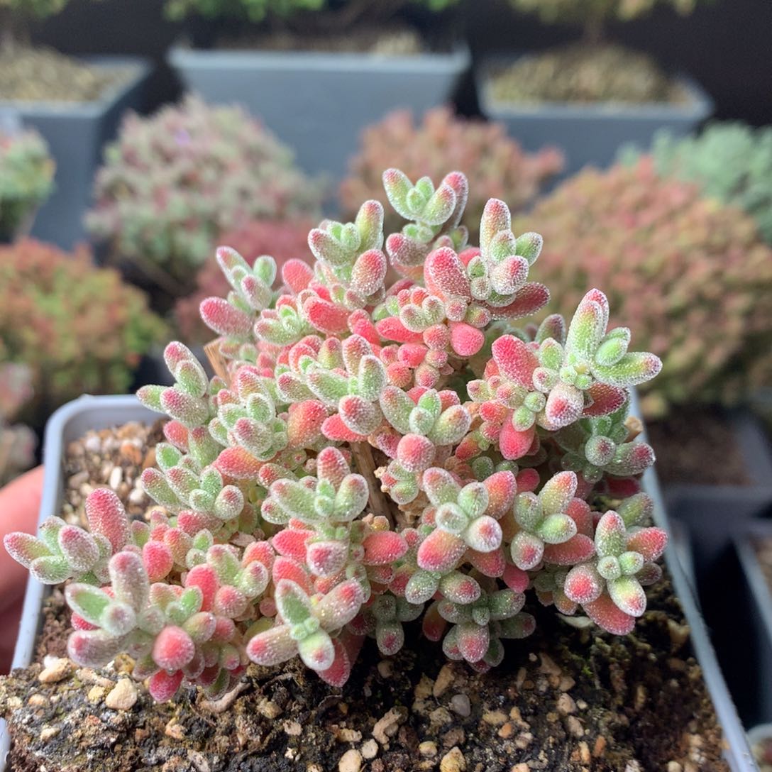 实生粉冰晶635。      