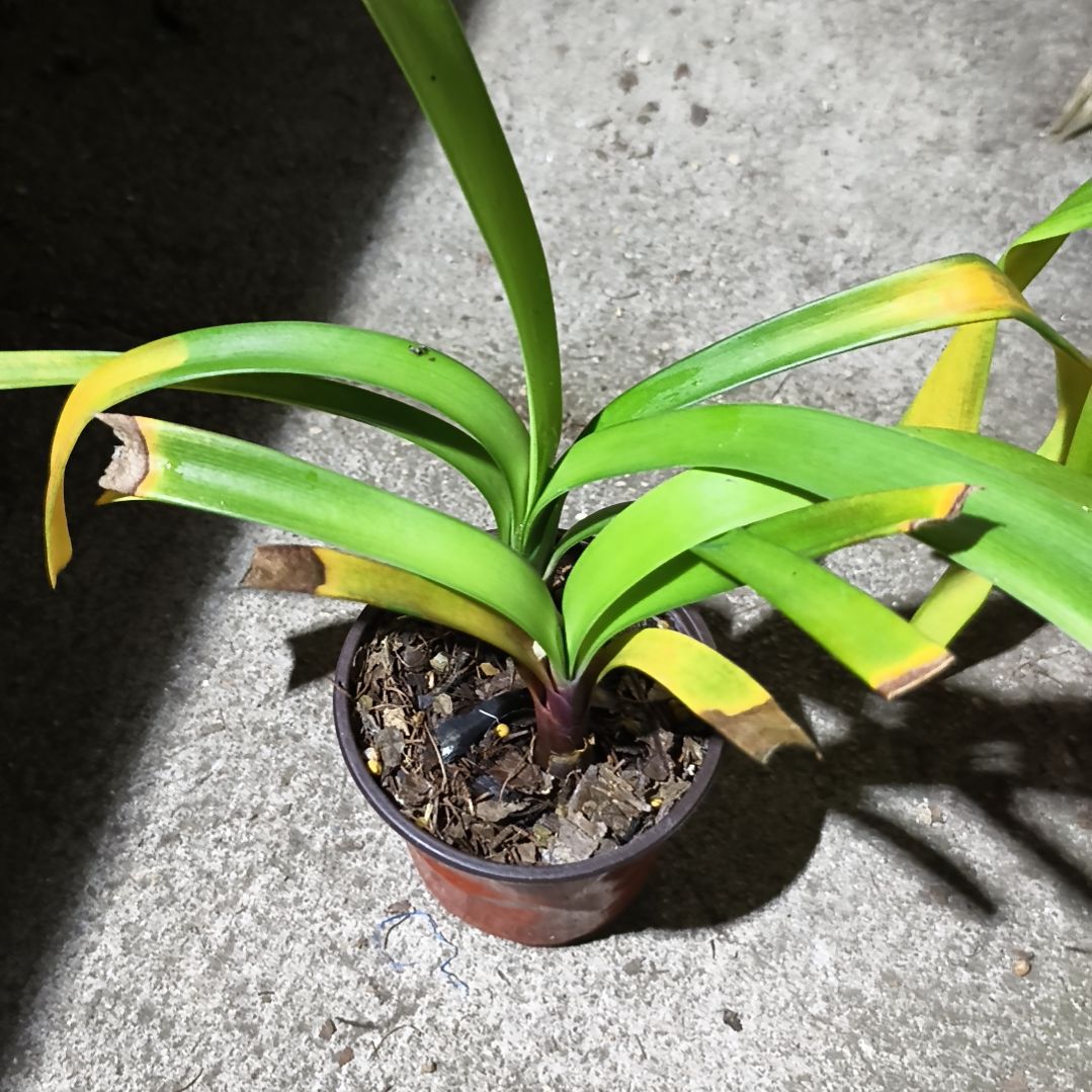 江***涛当前无花栽培后可以开花盲盒小苗两棵残叶无售后下花