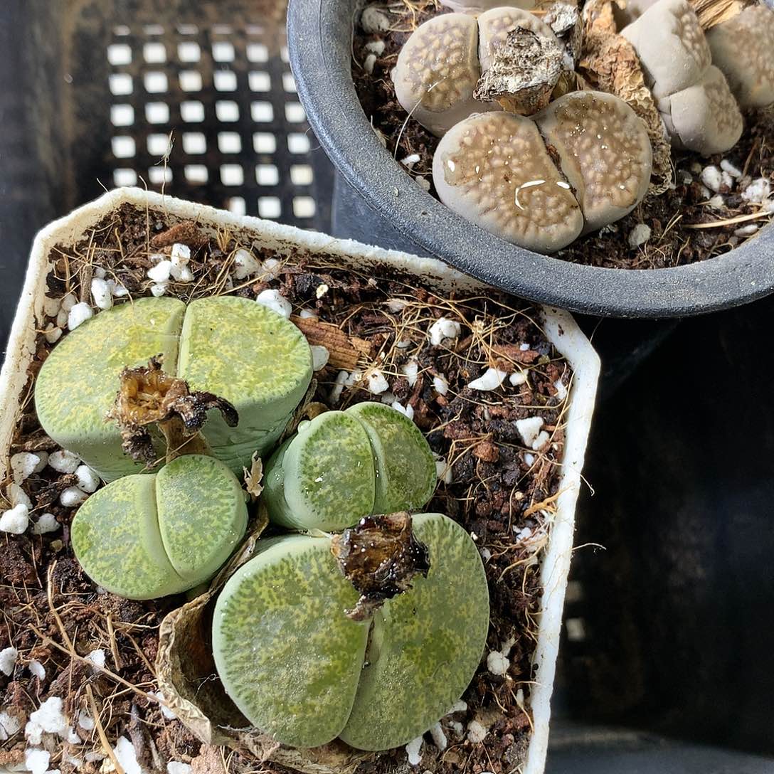 固**?A385多肉植物保护