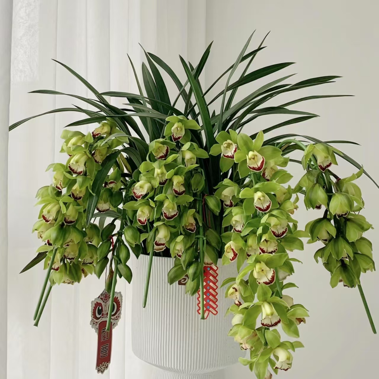 【玉观音 】 带盆发货 大花蕙兰 年宵花 云南基地直发