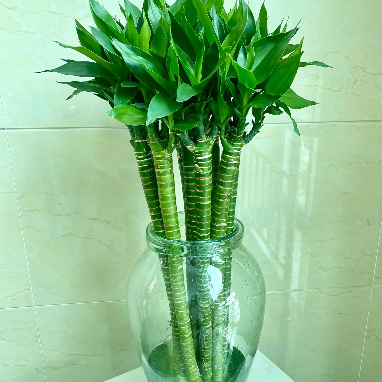 文昌竹60公分5支一份