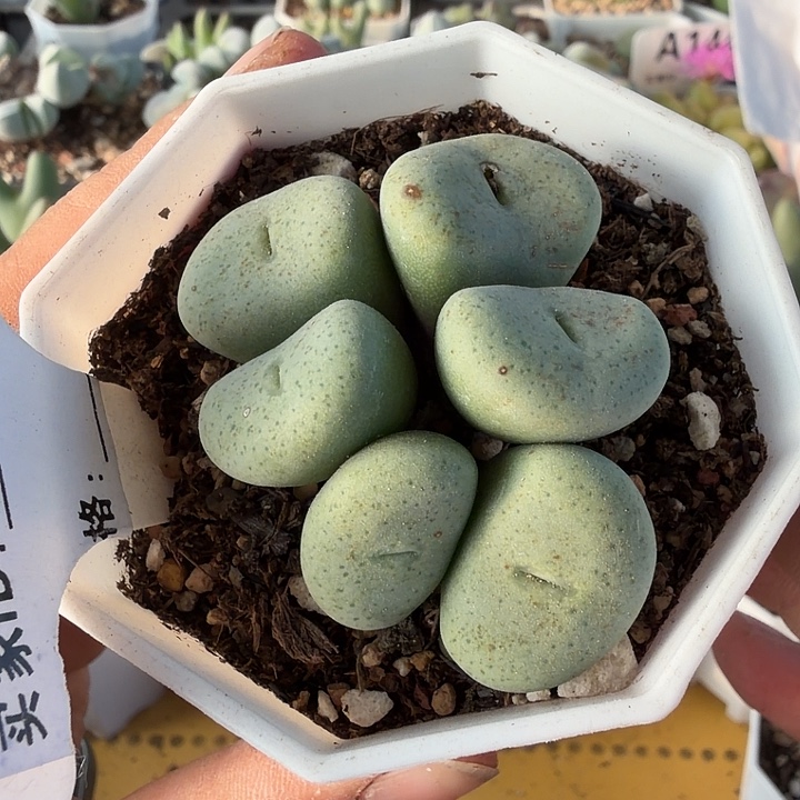 220。满38包邮肉锥