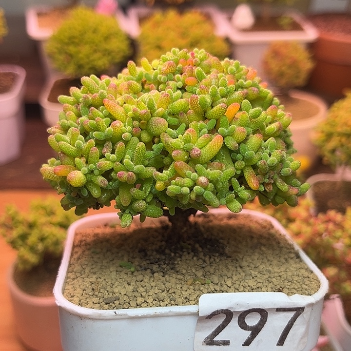 无花朵297蜜桔糖球