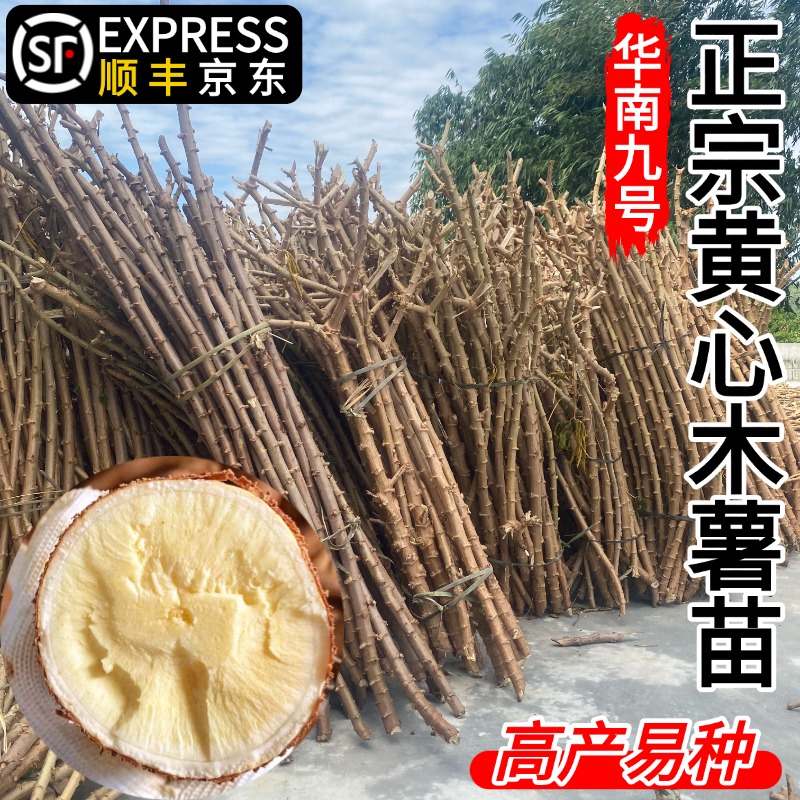 黄心木薯种苗新鲜现砍华南九号粉糯Q弹木薯种子苗木