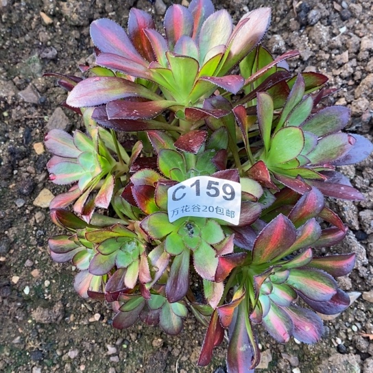 159晚霞砍过多肉植物