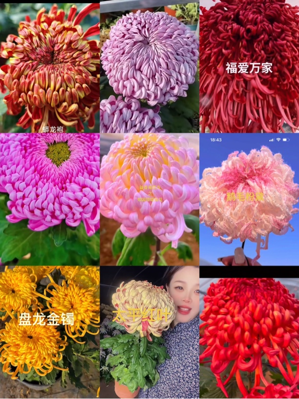 九颗九品映月➕龙袍➕福爱➕倾国➕鹅毛粉➕金卓➕太平➕极乐殿➕清阳