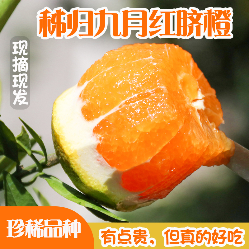 【秭归九月红现摘大果甜橙现发】秭归九月红橙子果肉细嫩