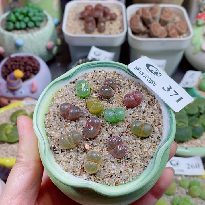 生石花花花花花花371