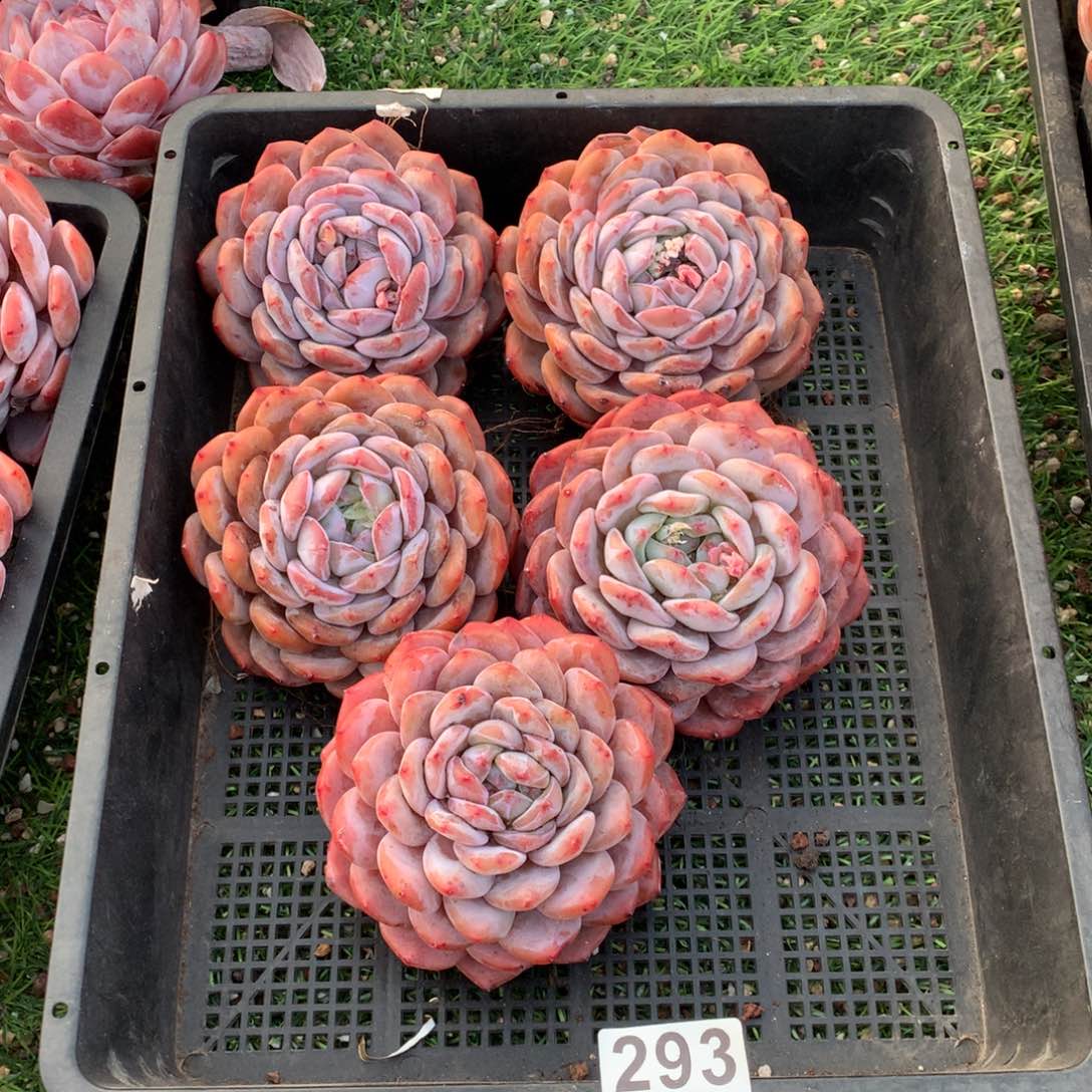293橙子多肉植物组合