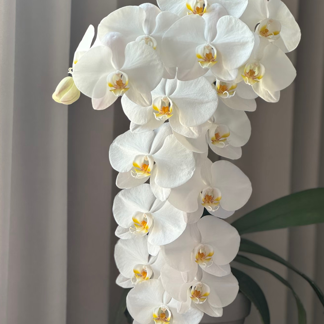 大白蝴蝶兰3.5成熟苗不带花带花剑