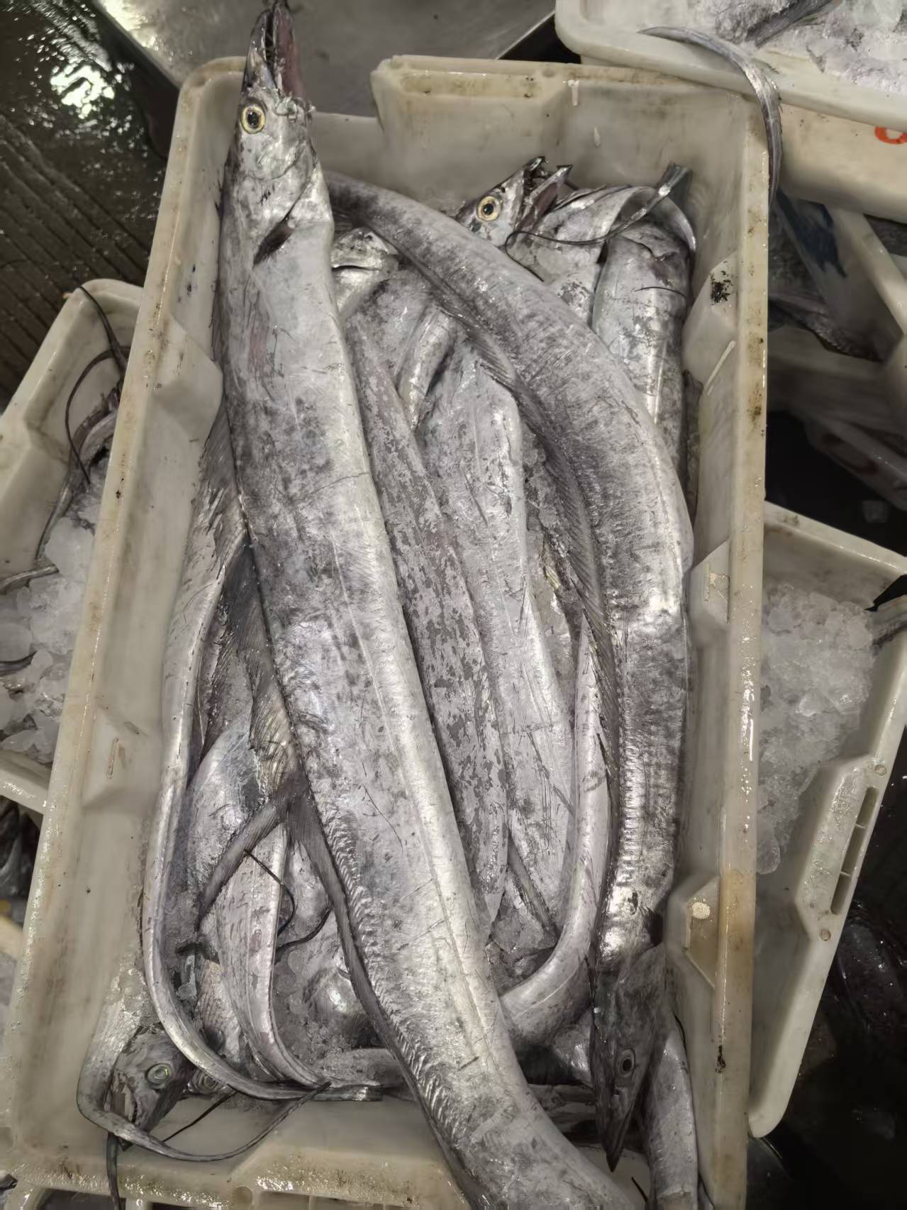 【4斤油带鱼】正宗济州岛油带鱼 不破肚 顺丰冷链包邮