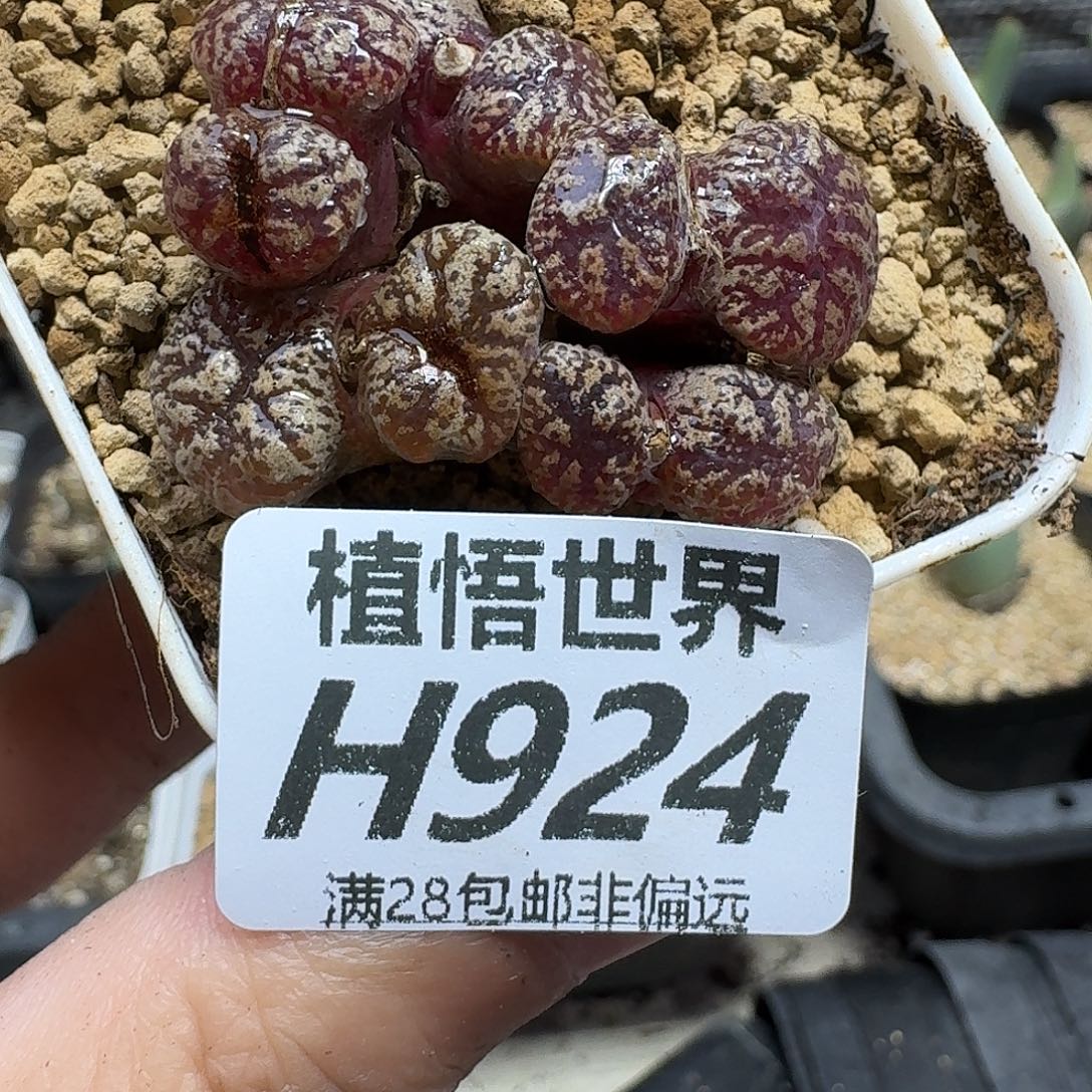多肉植物的人生ghj
