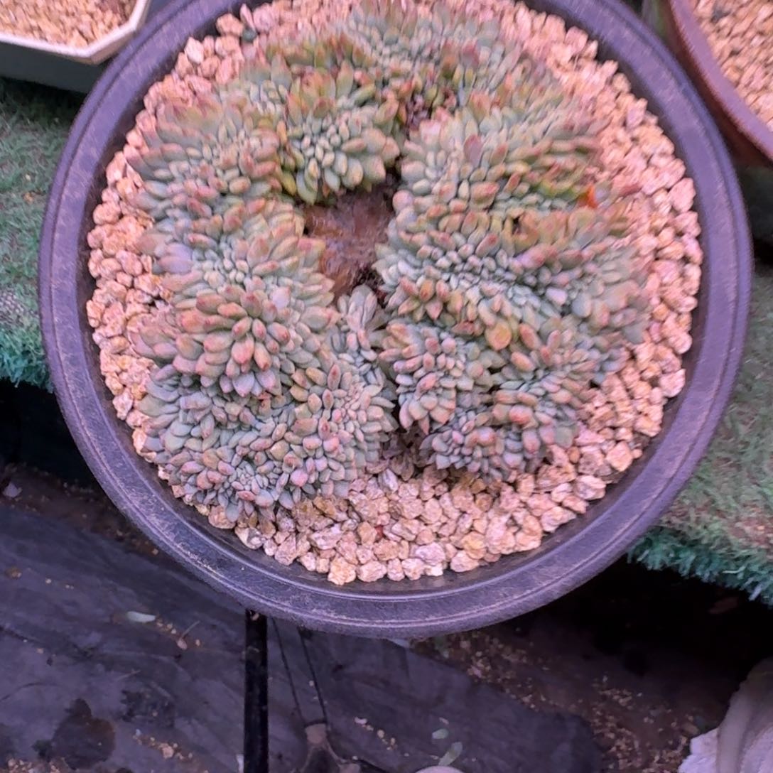 凌雪缀化无砍多肉