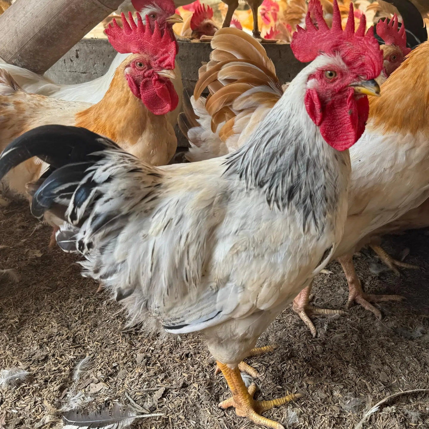 2只稻花公鸡 散养120天 山林散养 肉质鲜美 京东包邮