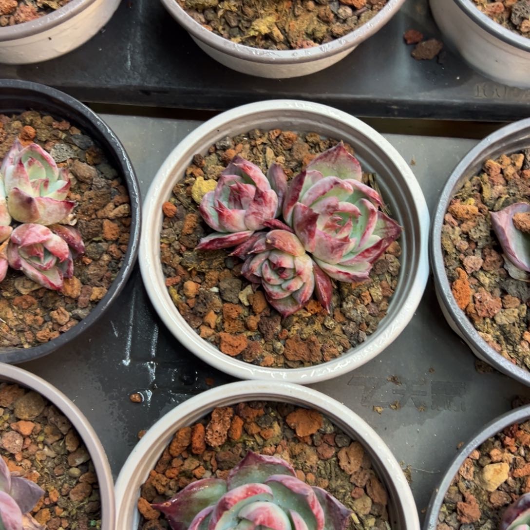 小惊鸿单头，九块九包邮。