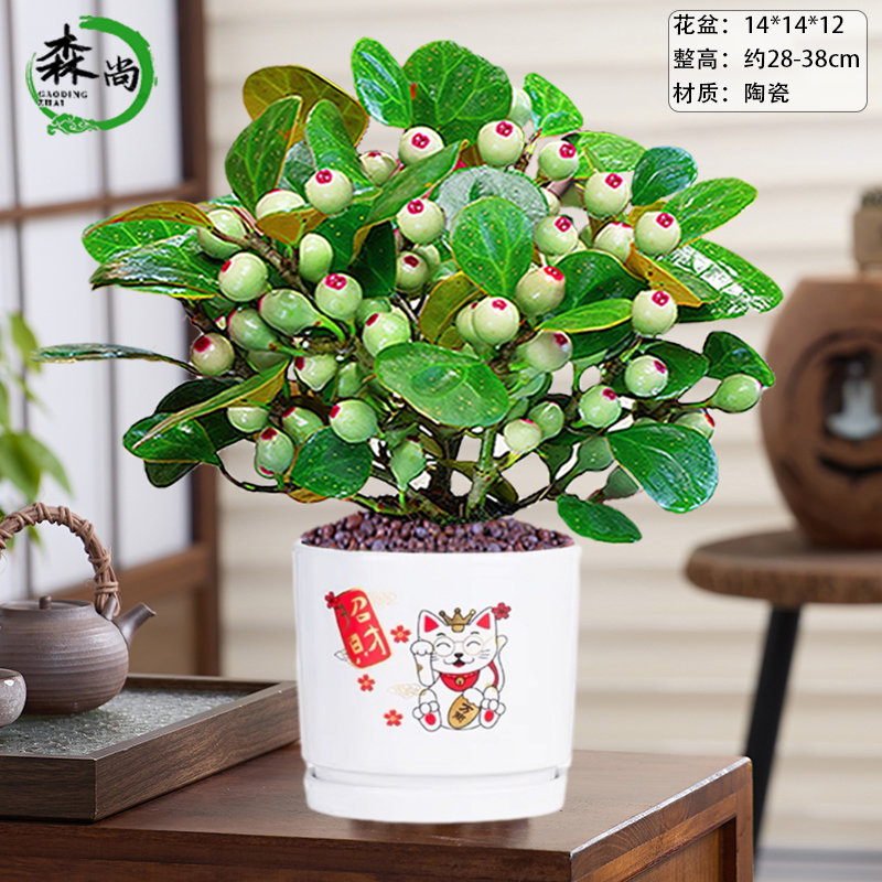 小盼菩提盆栽植物好养易活菩提树盆景带果中式禅意小绿植室内花卉