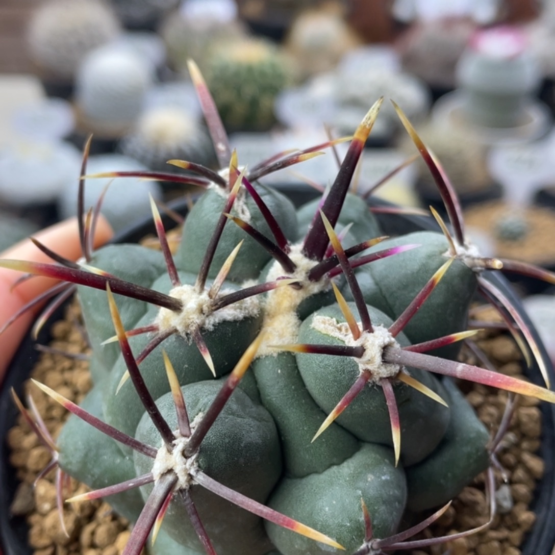 大红鹰          实生根