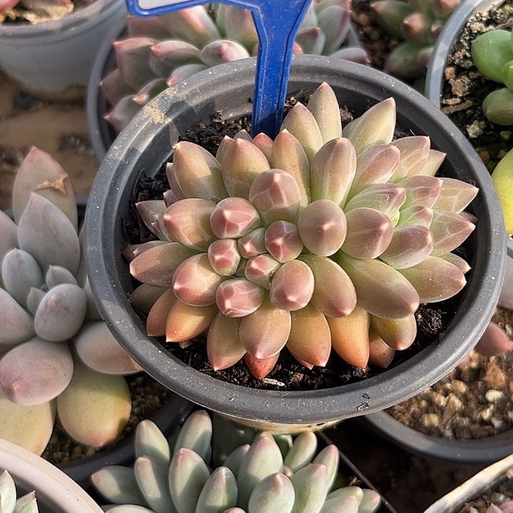 伊卡鲁斯一物一拍195