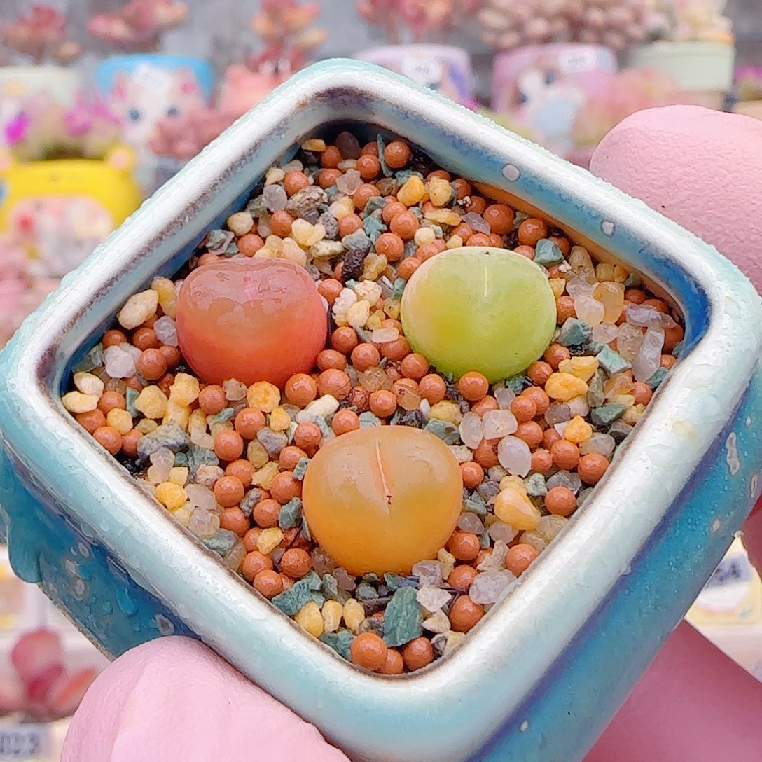 L  蟠桃组合 带盆