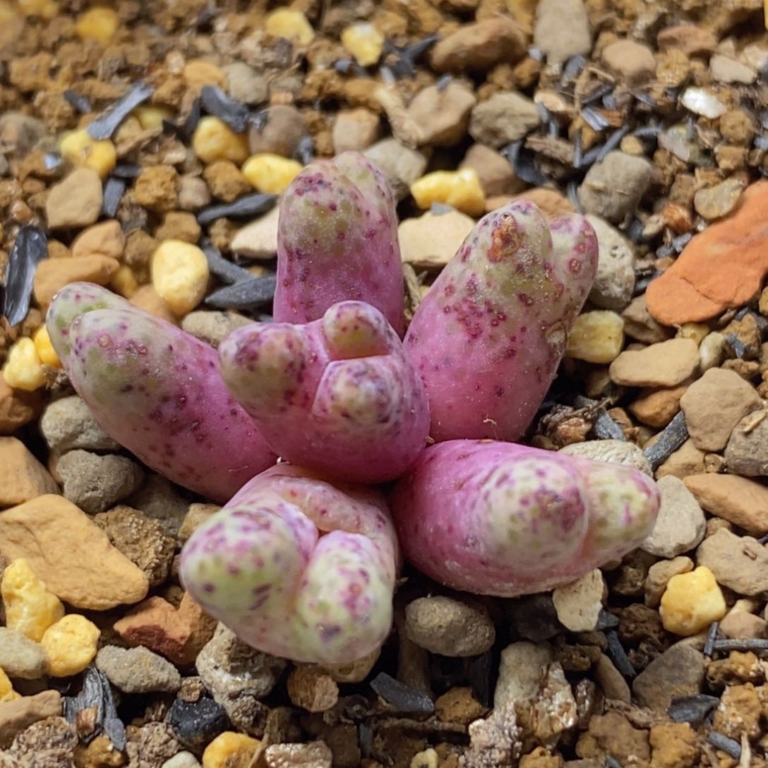 955dbanmah k h k