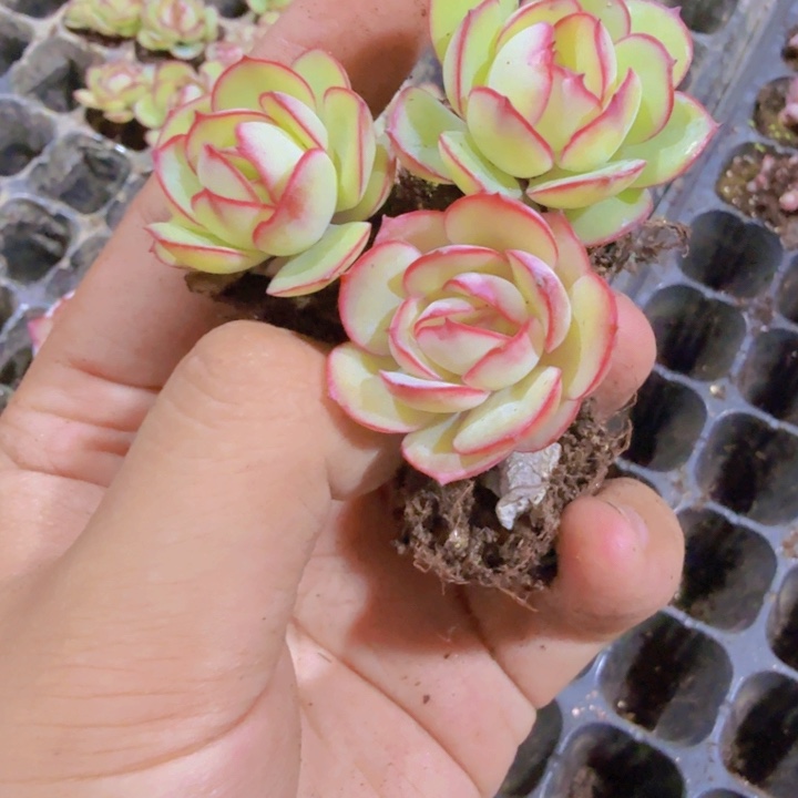 牡丹亭穴盘五颗一组