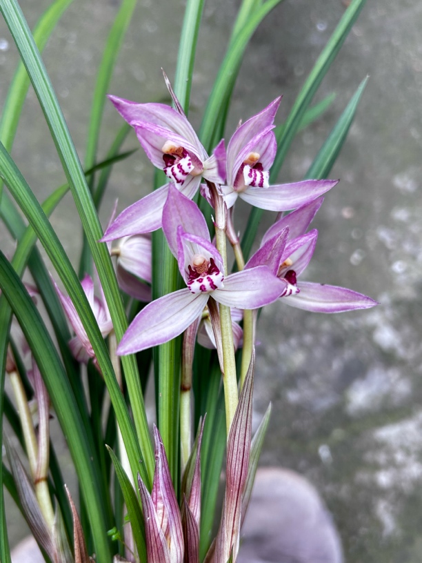 春剑兰花粉红色花