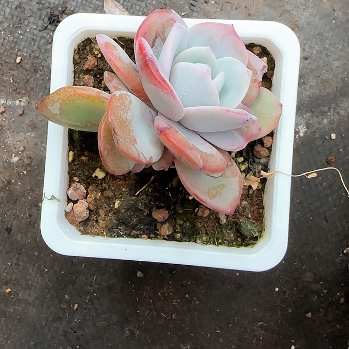 花*姐青蛙王子儿童牙膏111