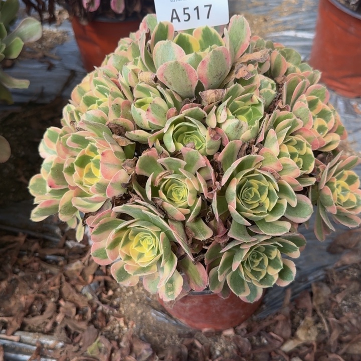 517妖月。多肉植物