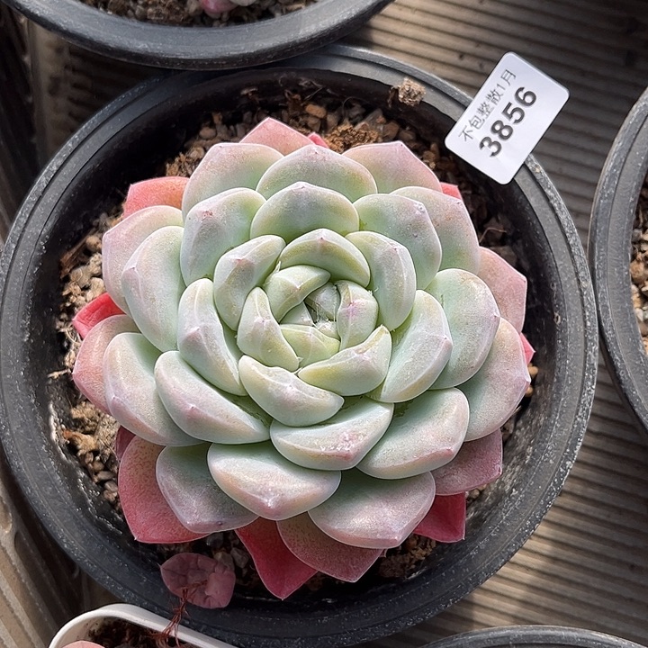 阿雅园艺。      3856