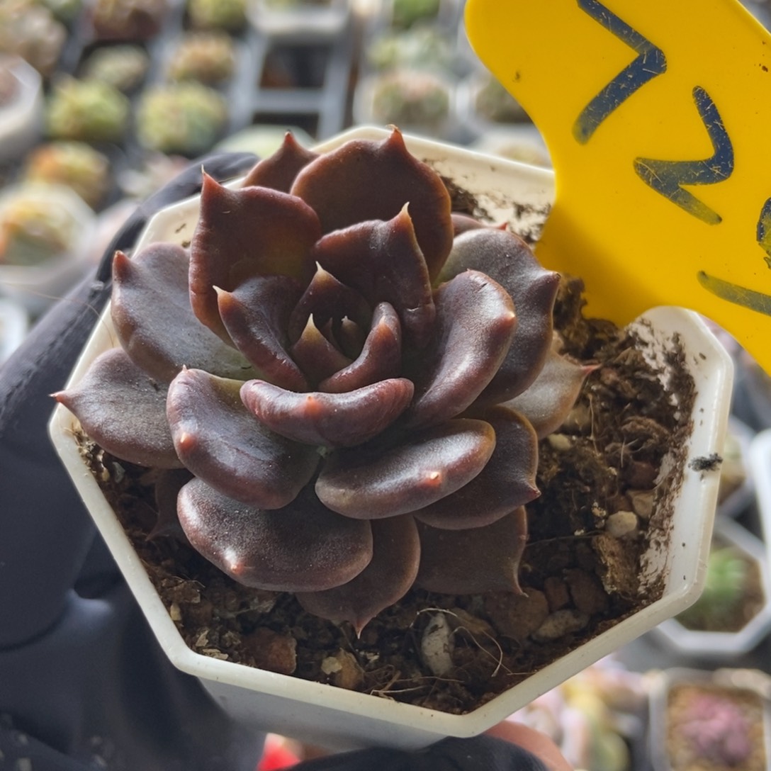 725黑饺子多肉植物