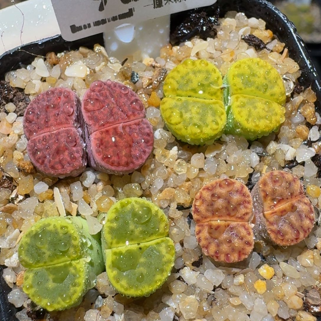zzzz生石花肉锥983