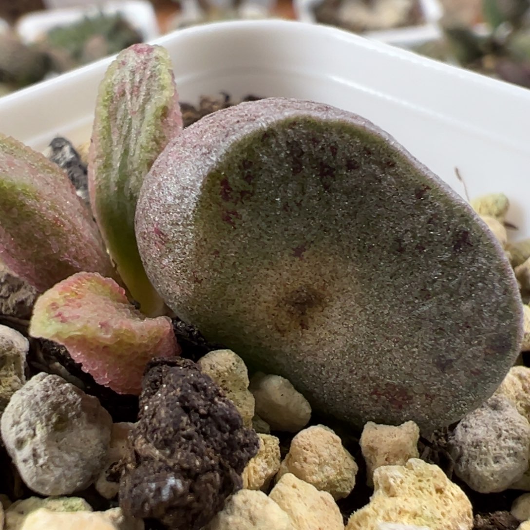 特价实生新品大苗母叶有点干疤