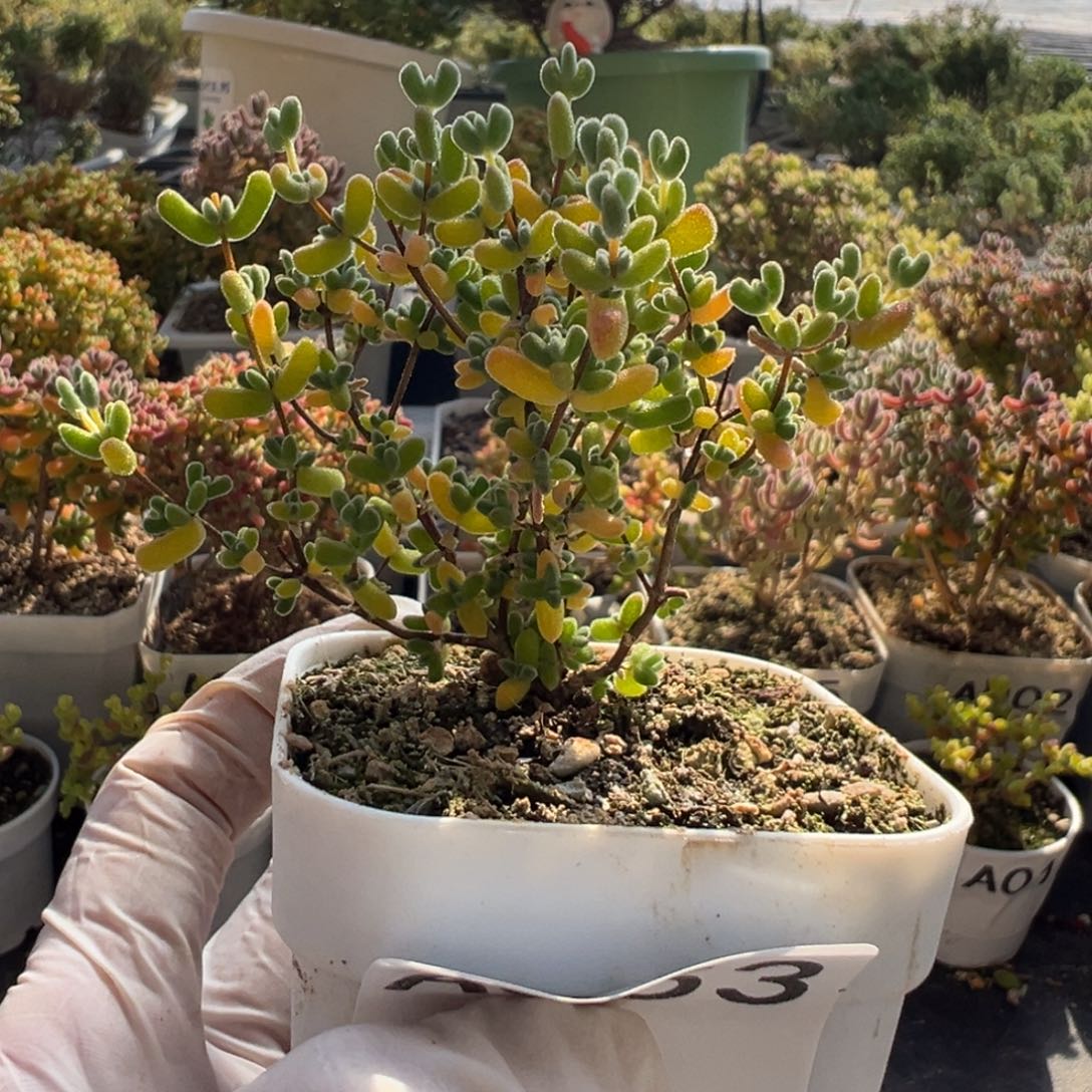 A053月曲枝干一物一拍