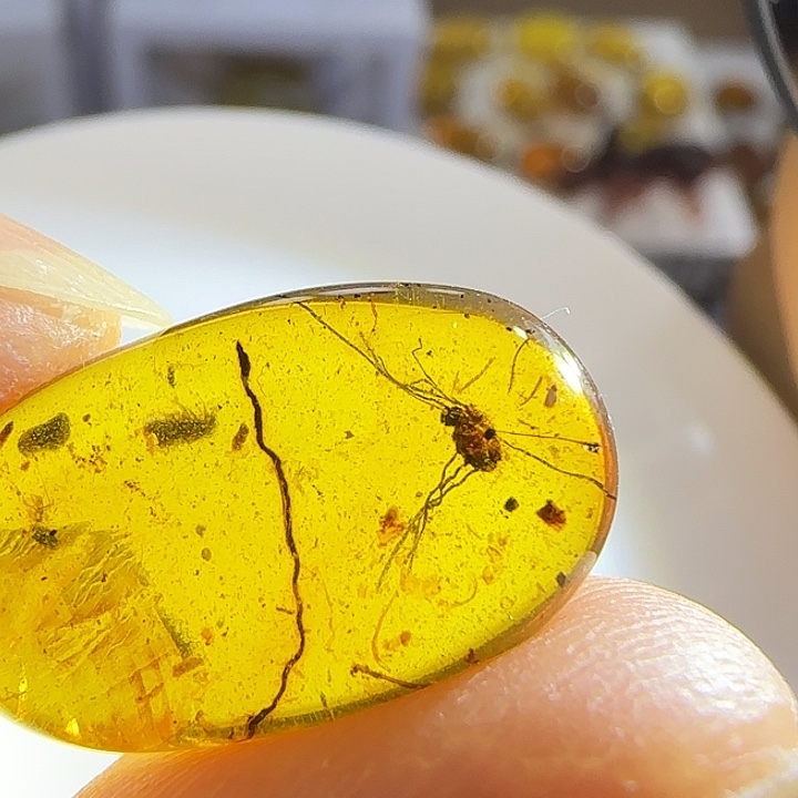 裸石琥珀未镶嵌盲蛛