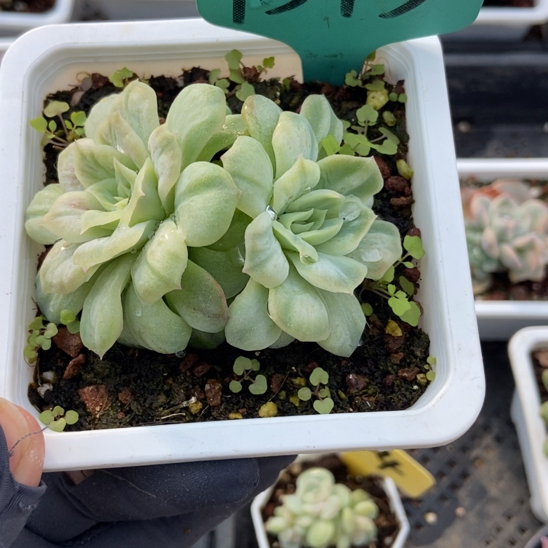 1513泡泡纱多肉植物