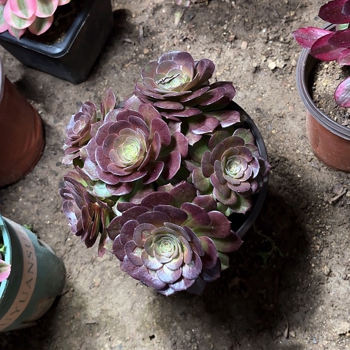 乔*多肉植物万圣节97