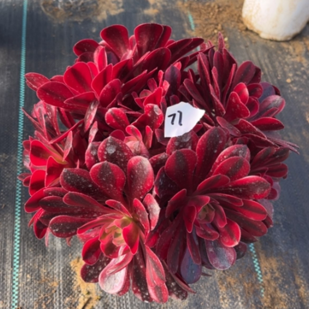 【闪购商品】71美杜莎多肉法师